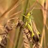 347559 – Photo : Mathurin CARNET – France (22)